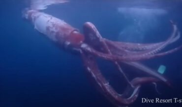 Rare Live Giant Squid Captured On Video By Divers
