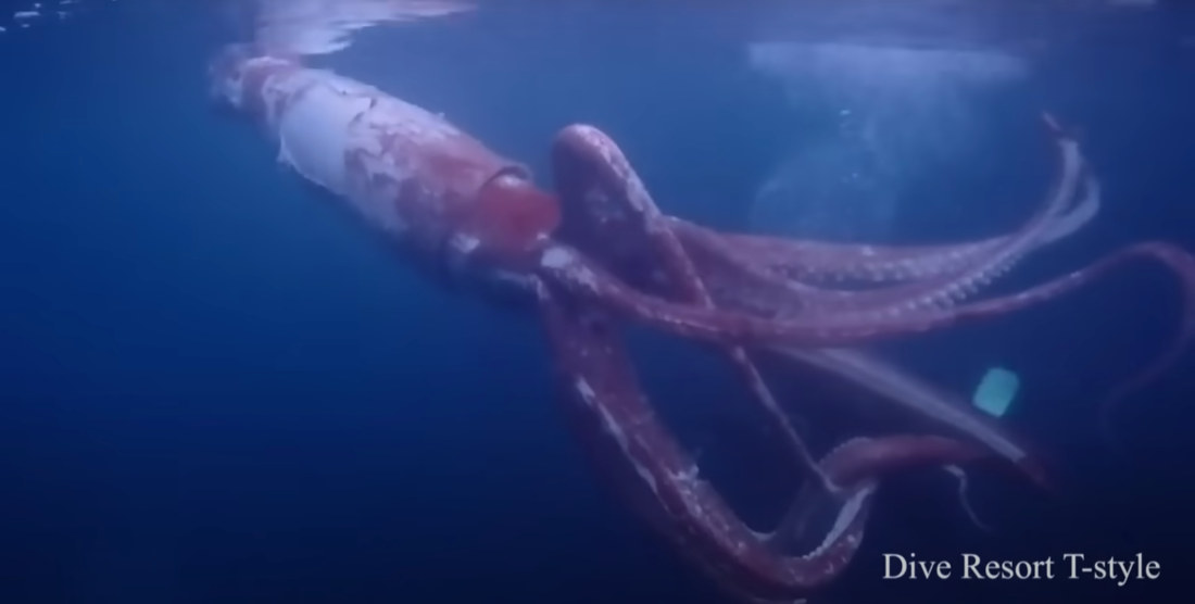 Rare Live Giant Squid Captured On Video By Divers