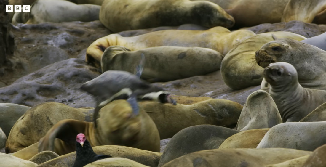 Penguins Crowdsurf On Sea Lions To Reach The Ocean