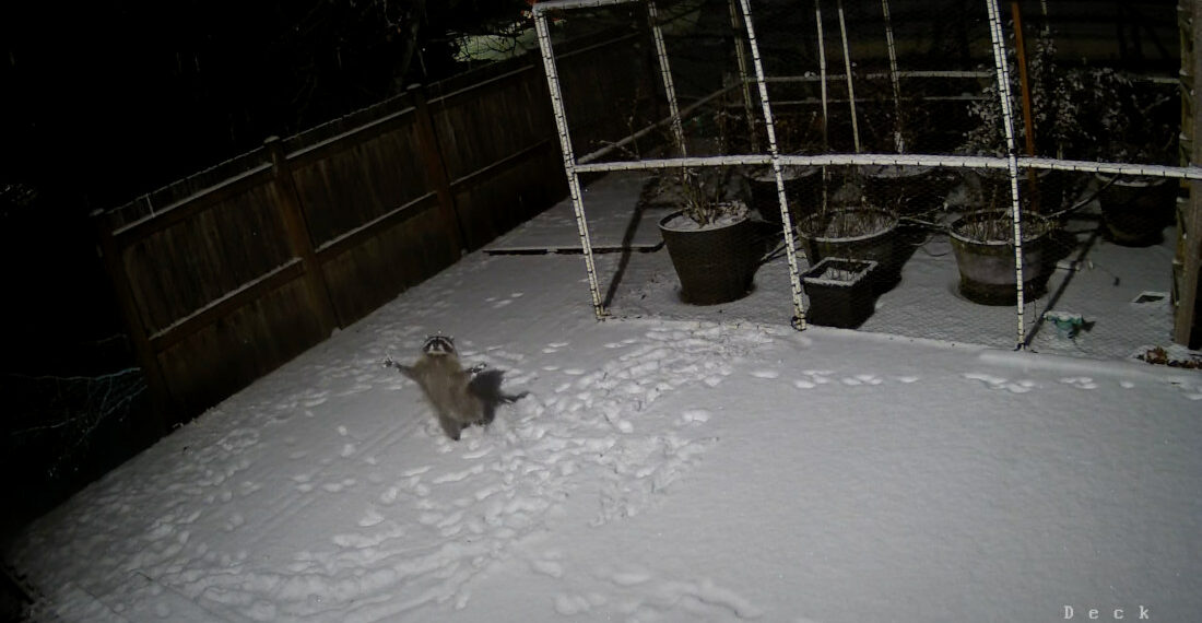 Raccoon Spotted Trying To Catch Snowflakes On Backyard Security Cam