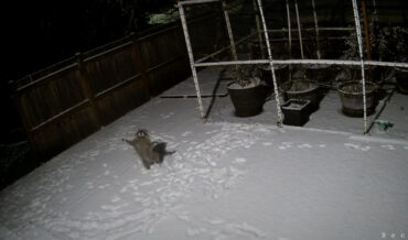 Raccoon Spotted Trying To Catch Snowflakes On Backyard Security Cam