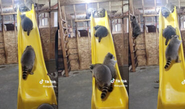 Raccoons Attempt To Climb Playground Slide