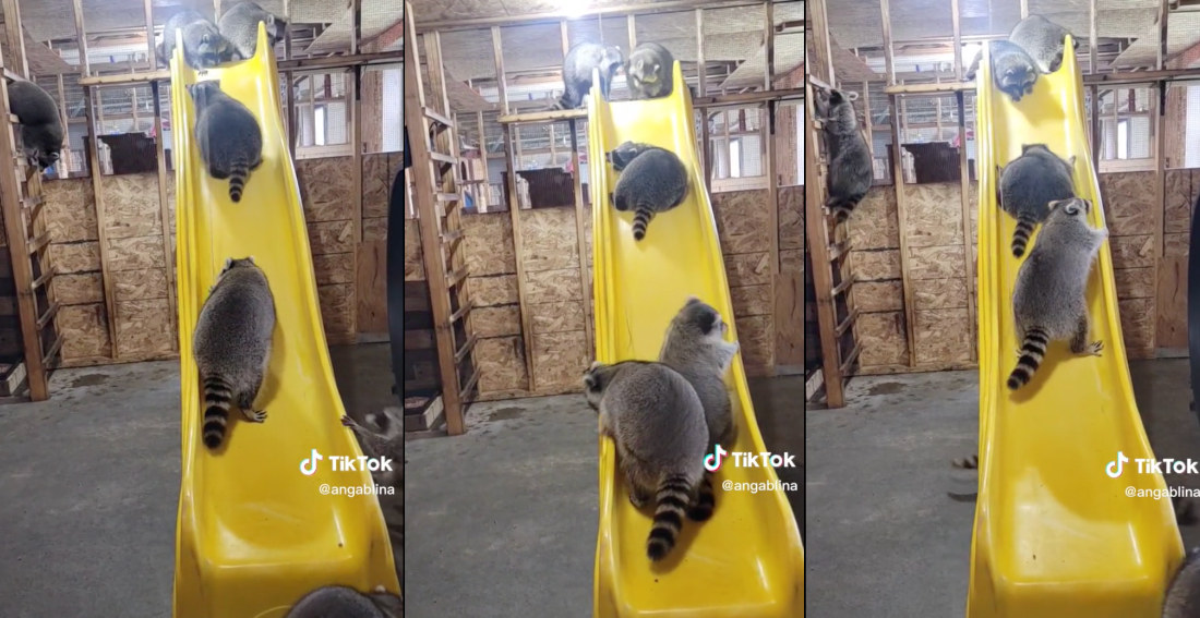 Raccoons Attempt To Climb Playground Slide