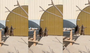 Two Raccoons Jump In Futile Attempt To Open Door