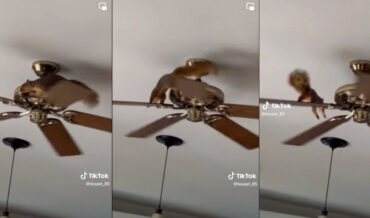 Squirrel Runs On Top Of Ceiling Fan Blades