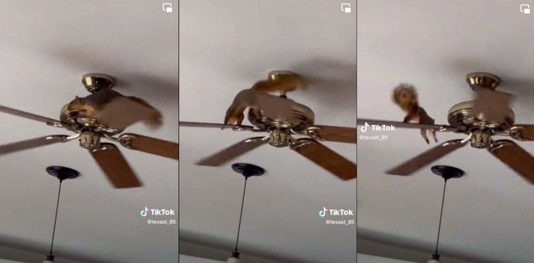 Squirrel Runs On Top Of Ceiling Fan Blades