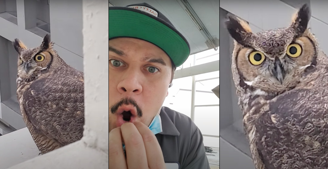 Guy Is Super Stoked About His First Up-Close Owl Encounter