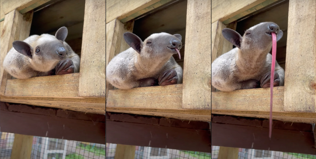Anteater Extends Full Tongue While Waking Up