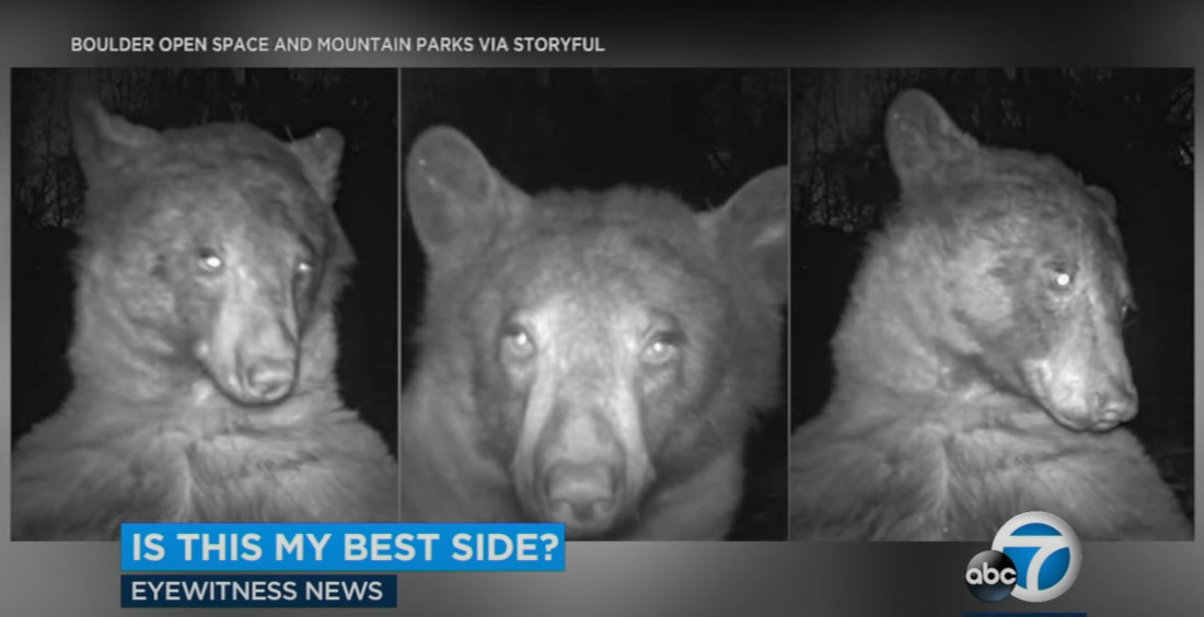Bear Takes Over 400 Selfies With Motion-Activated Trail Cam