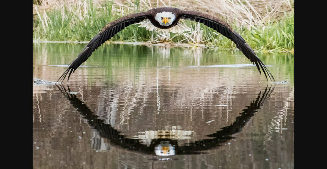 Stunning Perfectly Symmetrical Photo Of Bald Eagle Flying Over Water