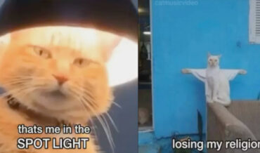 Cats Reenact The Lyrics To Songs