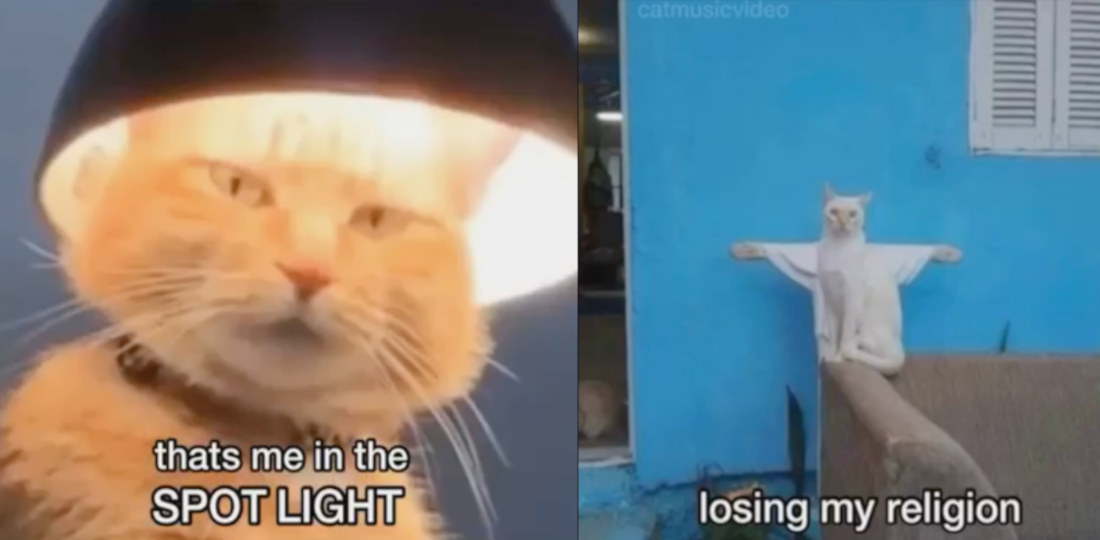 Cats Reenact The Lyrics To Songs