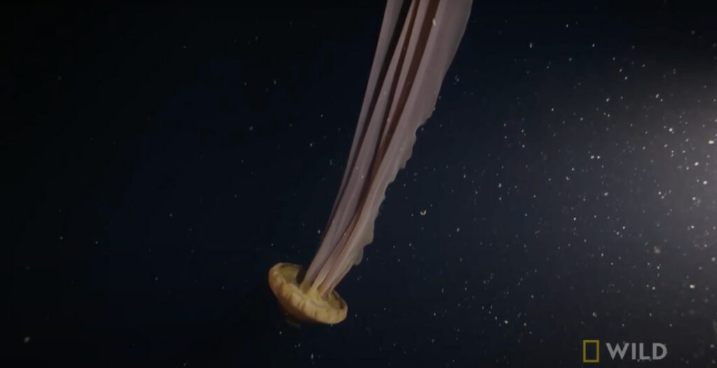 Rare 30-Foot Long Phantom Jellyfish Captured On Video