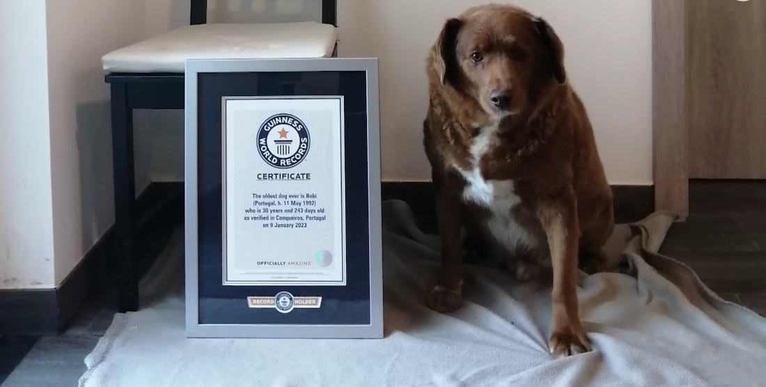 Almost 31-Year Old Dog Sets World Record For Oldest Dog Ever