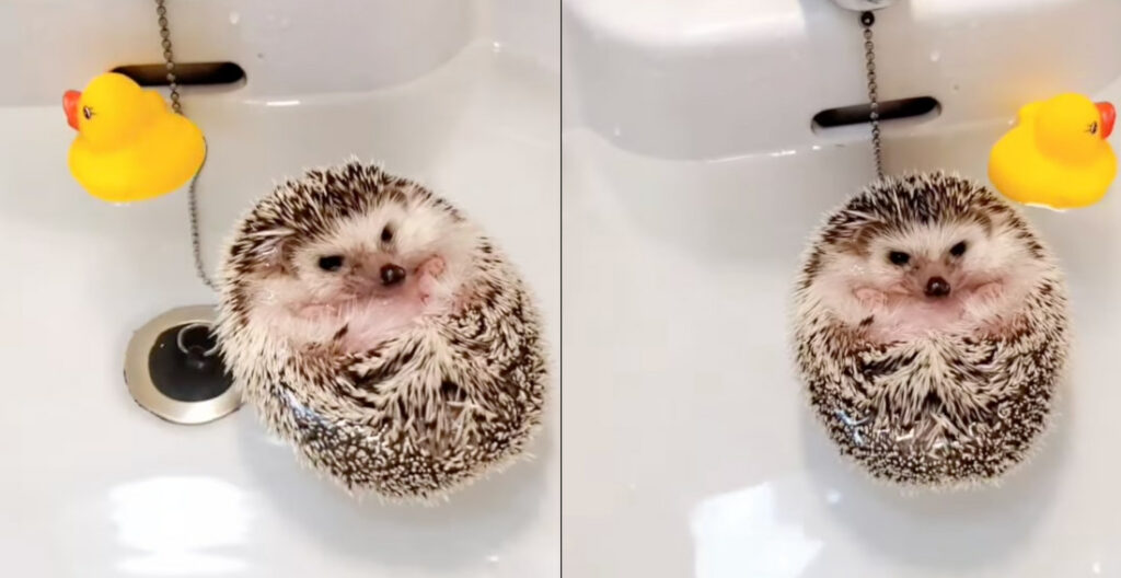 Just A Hedgehog Floating On Its Back During Bath Time