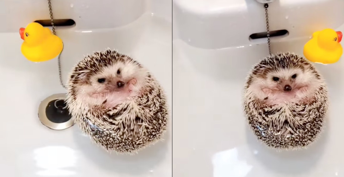 Just A Hedgehog Floating On Its Back During Bath Time