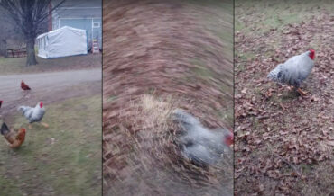 Kyle The Rooster Gets Unruly When Its Feeding Time