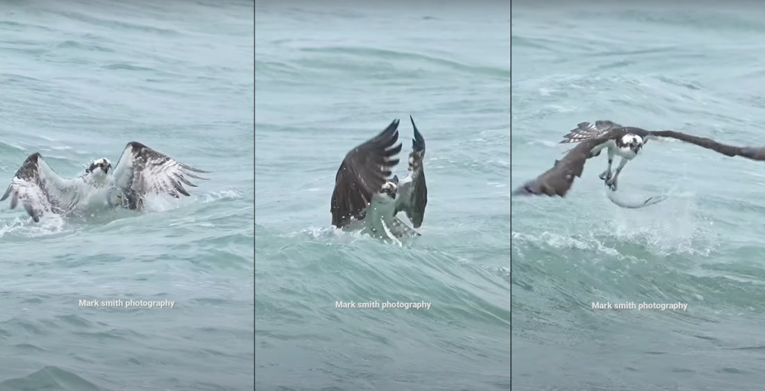 Osprey Emerges From Surf Carrying Fish, Makes Vertical Takeoff