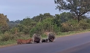 Two Porcupines Successfully Defend Their Babies From A Leopard