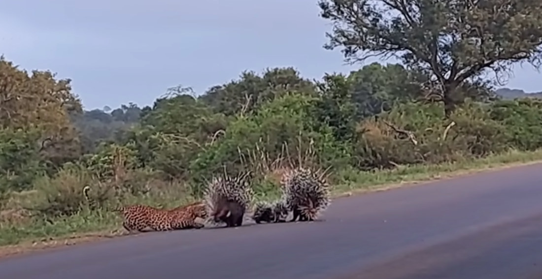 Two Porcupines Successfully Defend Their Babies From A Leopard