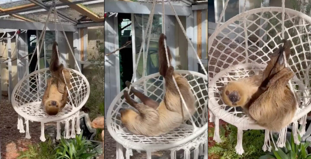 Sloth Lounges In Woven Hanging Chair