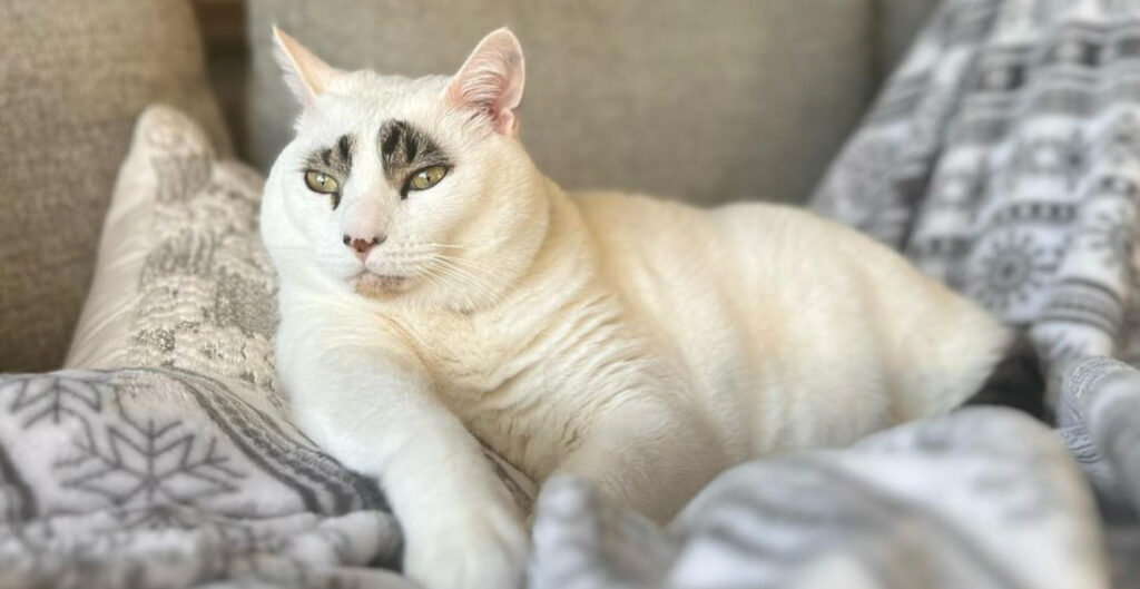 All White Cat Only Has Colored Pattern Above Eyes
