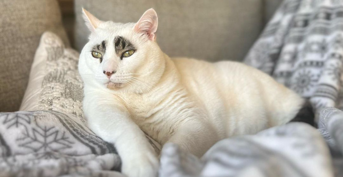 All White Cat Only Has Colored Pattern Above Eyes