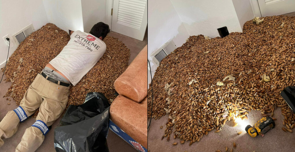 Woodpeckers Stash Over 700 Pounds Of Acorns In California Home's Wall