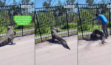 Florida Alligator Bends Metal Fence Bars To Get To Other Side