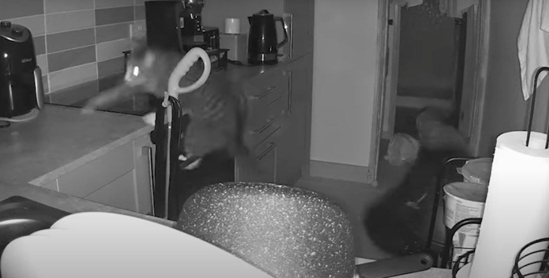 Cat Causes Havoc In Kitchen Leaping Off Trash Can