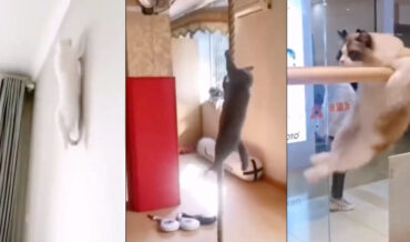 A Compilation Video Of Cats Working Out