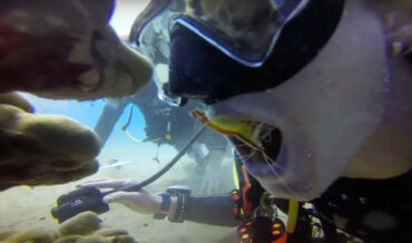 Diver Allows Cleaner Shrimp To Clean Her Teeth
