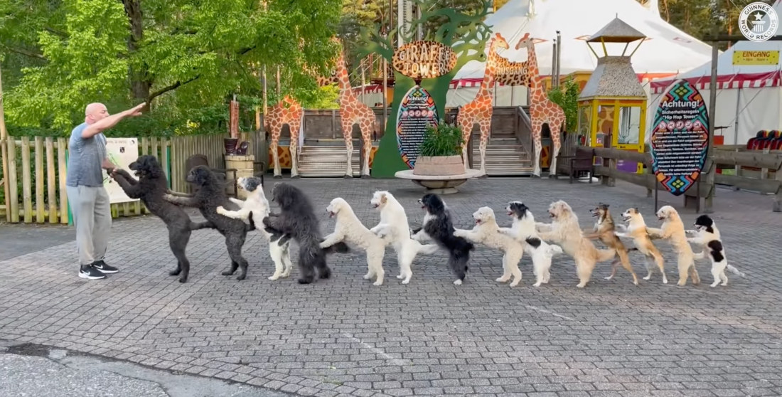 World Record For Most Dogs In A Conga Line
