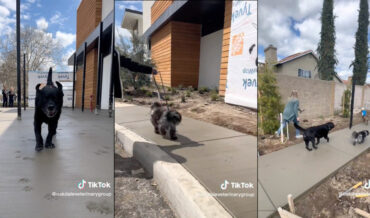 Awww: Vet Staff Have Their Dogs Walk Through Wet Cement Outside New Clinic