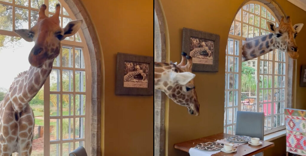 Giraffes Pop Heads In To Check For Leftovers At Nairobi's Giraffe Manor Hotel