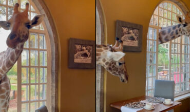 Giraffes Pop Heads In To Check For Leftovers At Nairobi’s Giraffe Manor Hotel