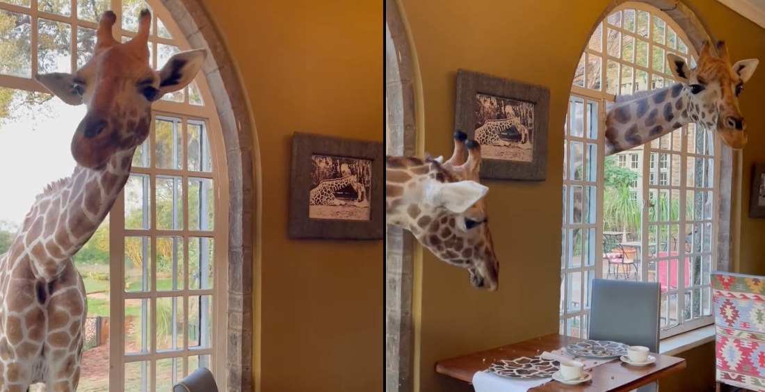 Giraffes Pop Heads In To Check For Leftovers At Nairobi’s Giraffe Manor Hotel