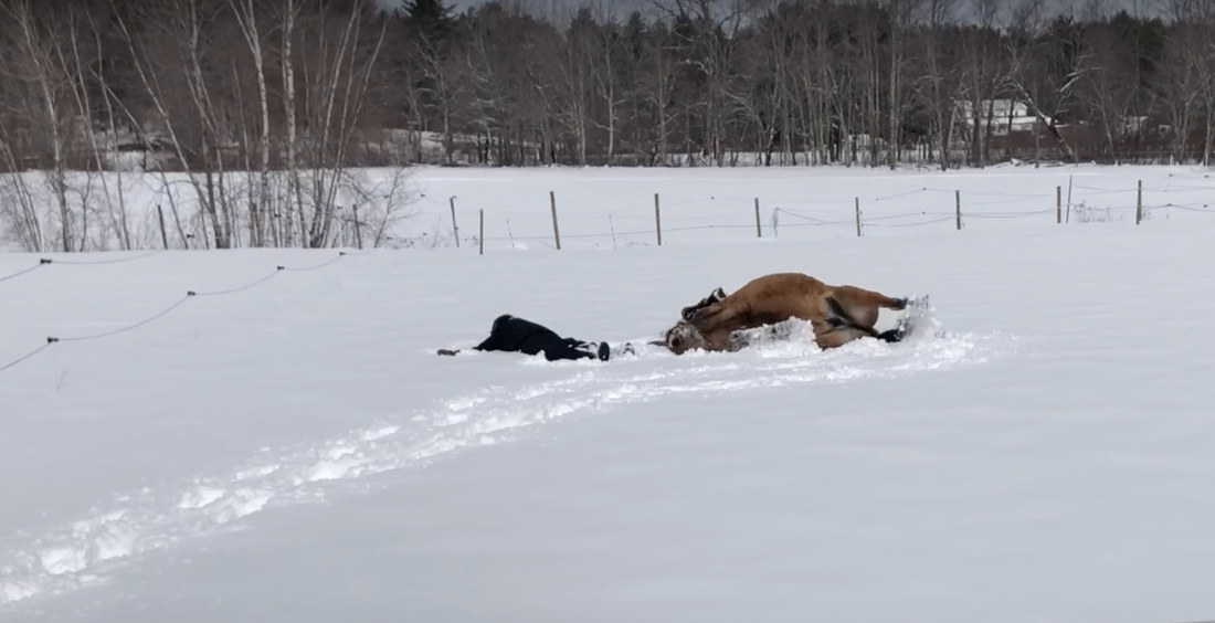 Awww: Horse Makes Snow Angels With Owner
