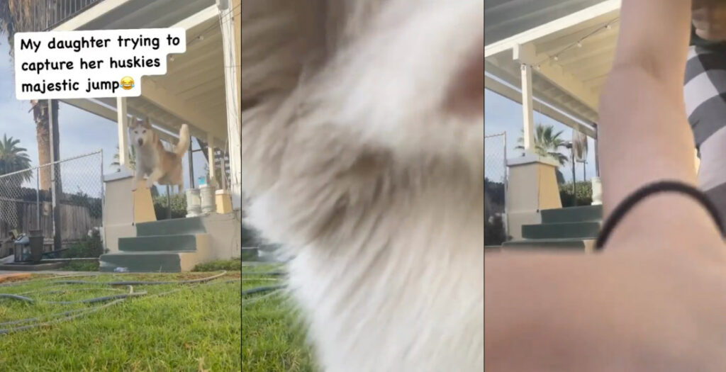 Footage Of Husky's Leap Off Porch Ends With Wiener, Phone Getting Peed On