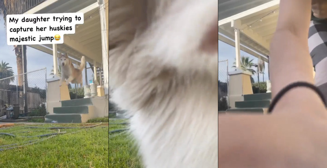 Footage Of Husky’s Leap Off Porch Ends With Wiener, Phone Getting Peed On