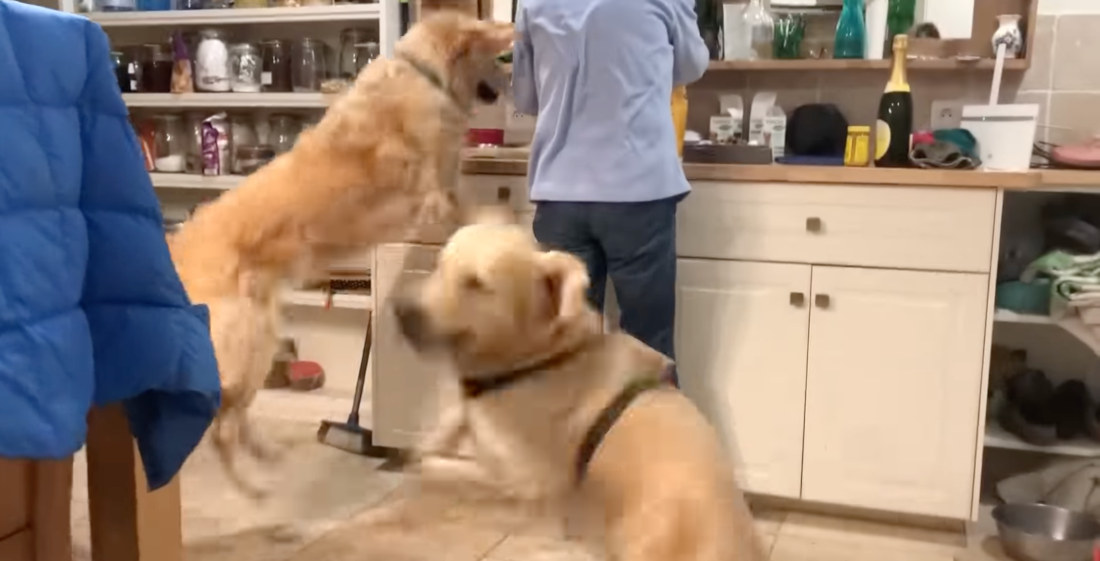 Two Dogs Put On A Leaping And Twirling Show While Their Dinner Is Prepared