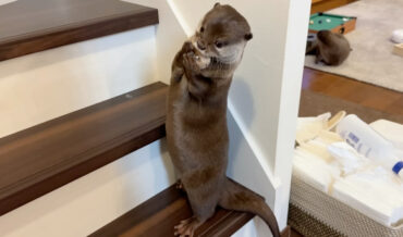 Pet Otter Carries His Favorite Toy Around The House In One Hand