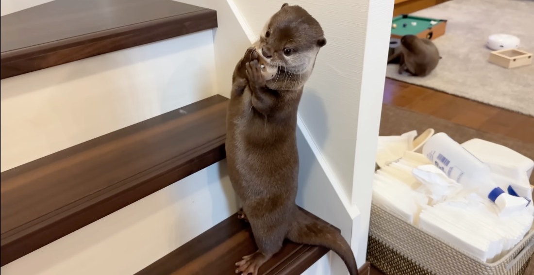 Pet Otter Carries His Favorite Toy Around The House In One Hand