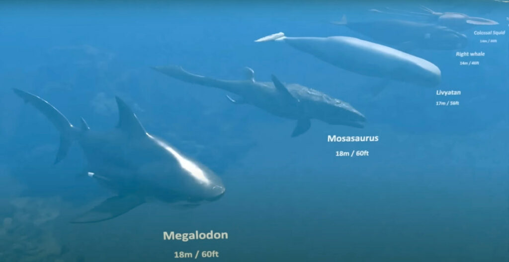 Visualization Comparing The Size Of Living And Extinct Sea Creatures
