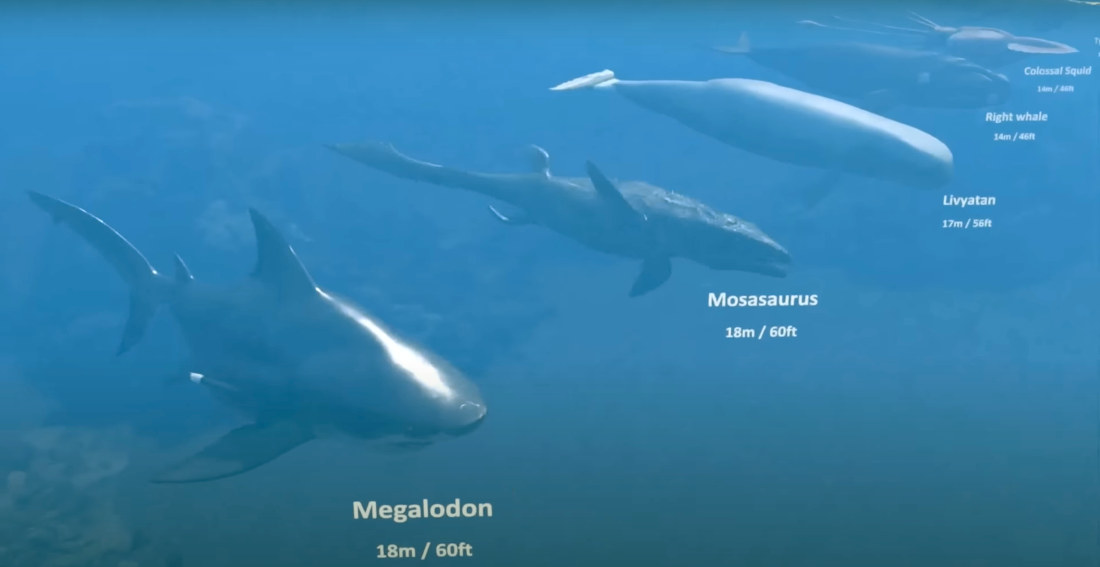 Visualization Comparing The Size Of Living And Extinct Sea Creatures