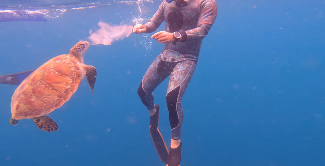 Sea Turtle Shares Jellyfish Snack With Diver