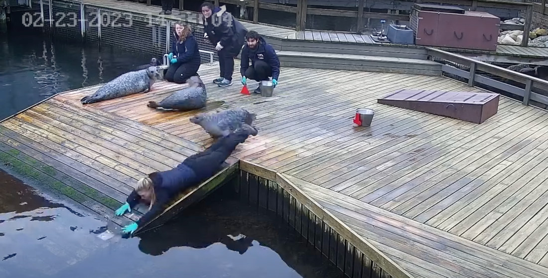 Seal Knocks Phone Out Of Trainer’s Hand, Into The Drink