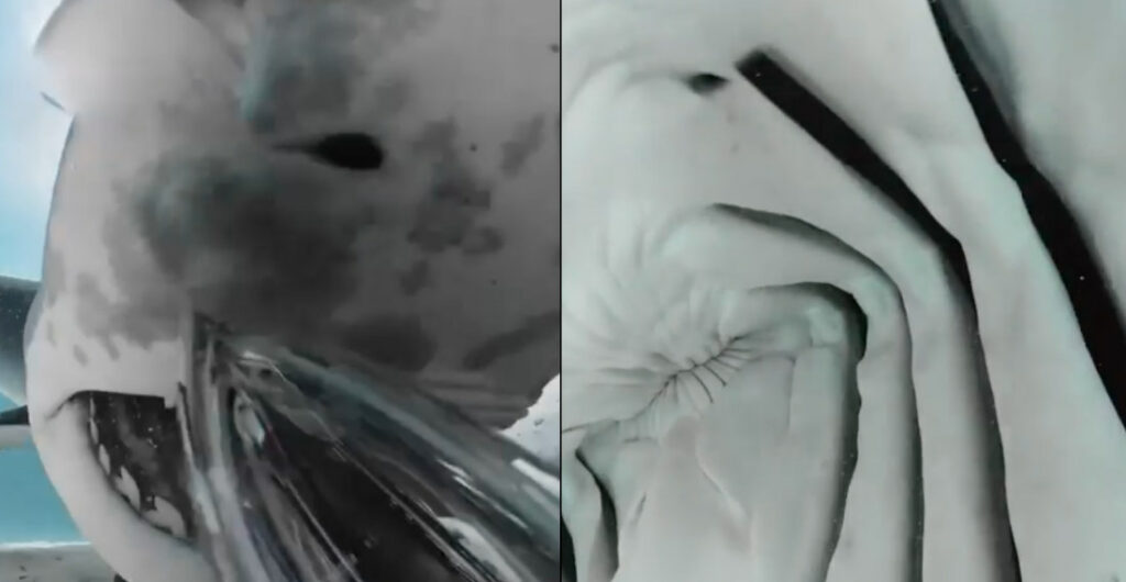 Shark Grabs 360-Degree Camera, Providing Close-Up Of Mouth's Interior