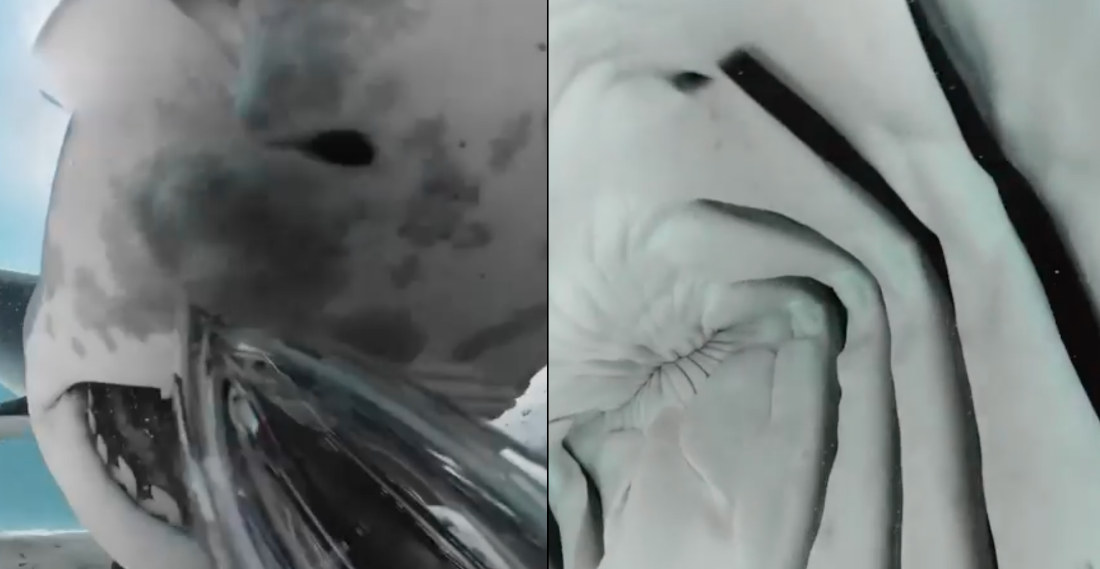 Shark Grabs 360-Degree Camera, Providing Close-Up Of Mouth’s Interior