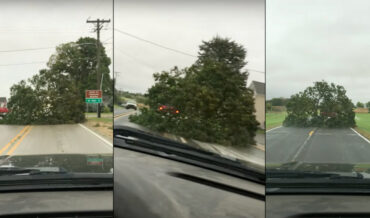 Truck Casually Tows A Massive Tree Down Road